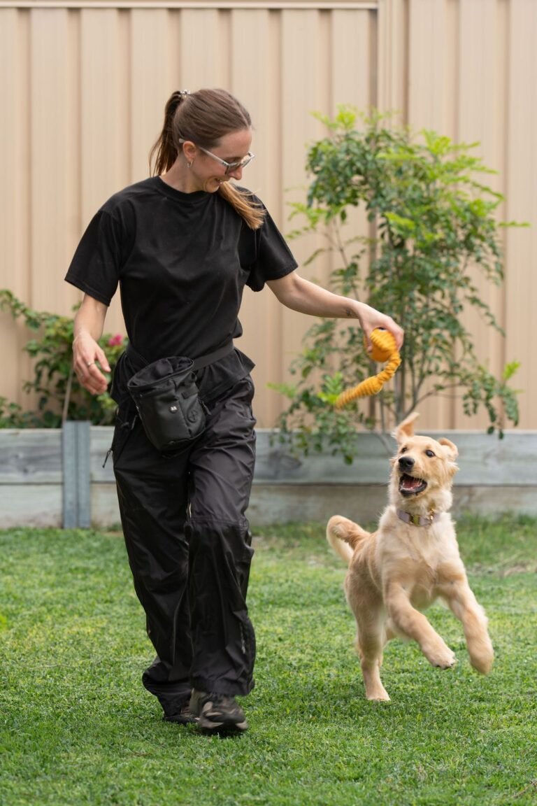 Liv using a toy to reward a golden retriever puppy in the backyard